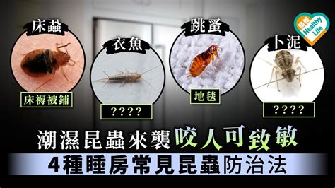 家裡出現昆蟲|家中發現床蝨、衣魚、蛾蚋與菸甲蟲出沒該怎麼辦？該如何處理與。